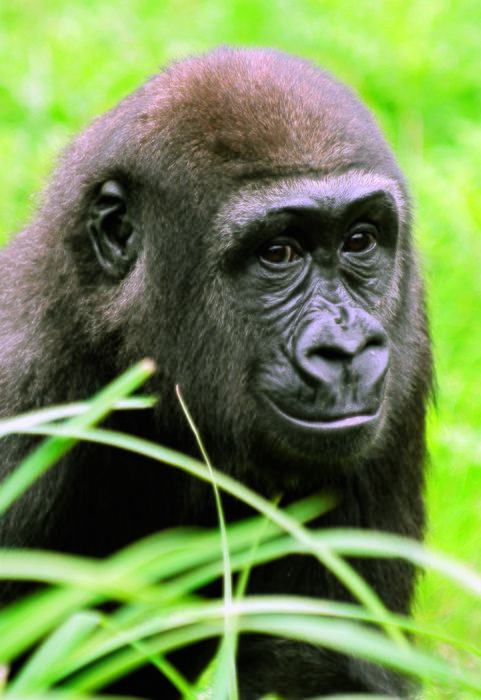 Boshuis Ede - Burgers Zoo Arnhem Image